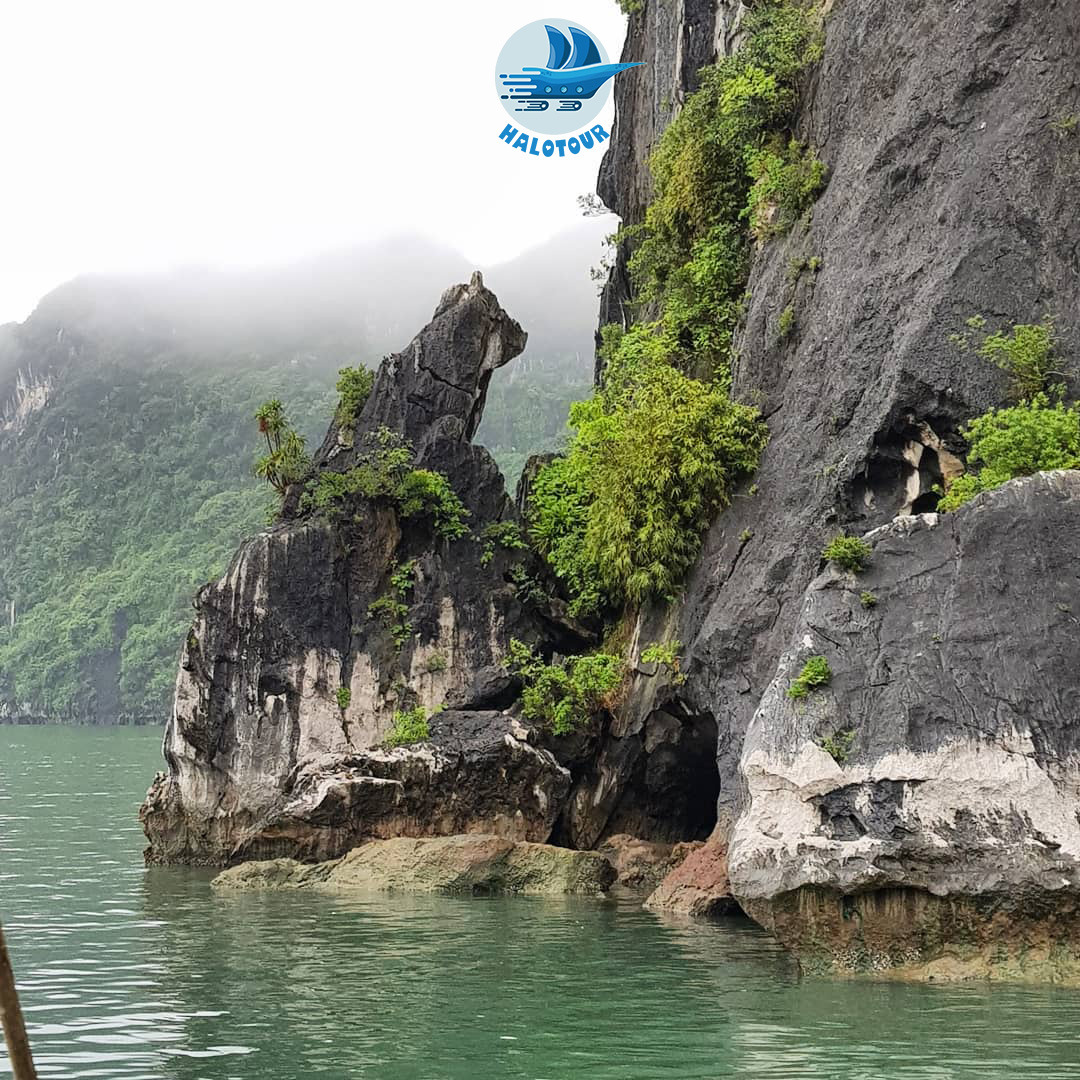 Hòn Chó Đá là địa điểm thú vị đầu tiên ghé qua trên hành trình tham quan vịnh Hạ Long tuyến 1 và tuyến 2