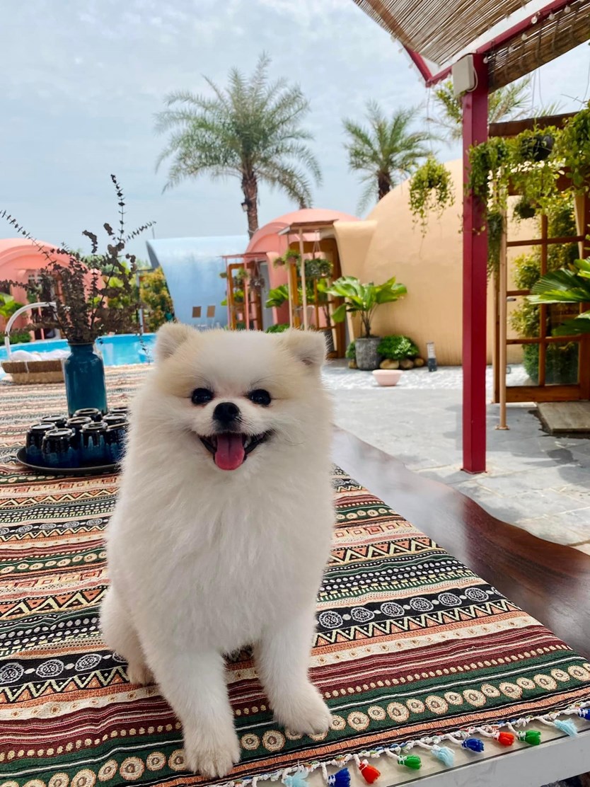 De Chill homestay 8 ngủ siêu xinh tại Hạ Long